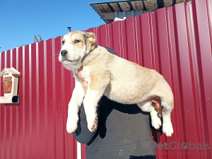 Photo №3. Chiots de SAO Alabai. France