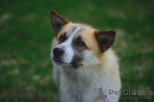 Photos supplémentaires: Ce chien miniature cherche un foyer !