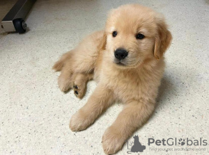 Photo №1. golden retriever - à vendre en ville de Ostrava | négocié | Annonce №115748