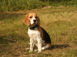 Photo №1. Service d'accouplement - race: beagle. Prix - 107€