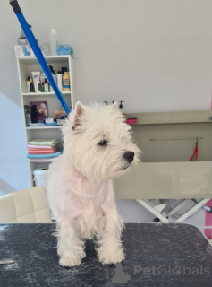 Photo №1. west highland white terrier - à vendre en ville de Portland | 638€ | Annonce №146677