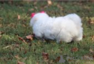 Photo №2 de l'annonce № 129098 de la vente bichon à poil frisé - acheter à La finlande 