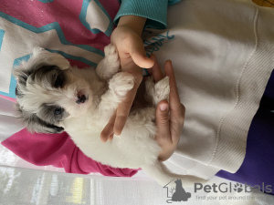 Photos supplémentaires: Chiots Maltipu à la recherche d'un foyer