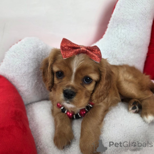 Photo №1. cavalier king charles spaniel - à vendre en ville de Gruyères | négocié | Annonce №159135