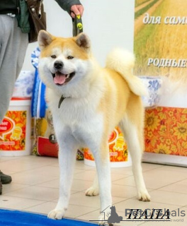Photo №2 de l'annonce № 7771 de la vente akita (chien) - acheter à Fédération de Russie éleveur