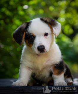 Photos supplémentaires: Adorables chiots Cardigan Welsh Corgi de Hongrie kennel@cardibakery.hu