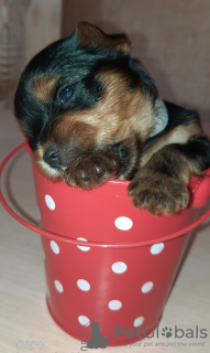 Photo №3. York les garçons. Ukraine