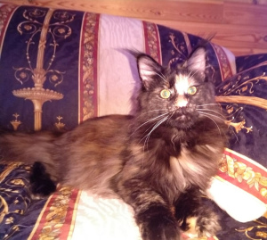 Photo №3. Maine Coon intitulé chat 8 mois. Fédération de Russie
