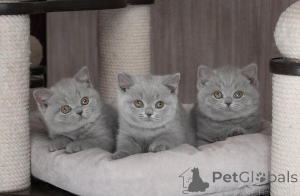 Photo №1. british shorthair - à vendre en ville de Florenville | 400€ | Annonce № 171962
