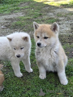 Photo №1. akita (chien) - à vendre en ville de Obrénovac | 250€ | Annonce №157402
