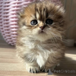 Photo №1. munchkin - à vendre en ville de Aurich | 350€ | Annonce № 177741