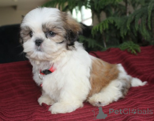 Photo №1. shih tzu - à vendre en ville de Lige | négocié | Annonce №170795