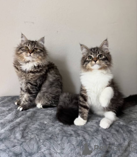 Photo №2 de l'annonce № 157500 de la vente maine coon - acheter à Allemagne annonce privée