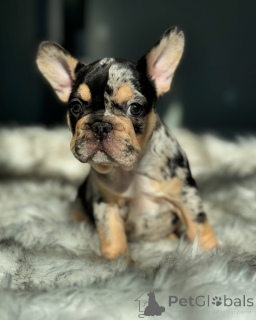 Photo №1. bouledogue - à vendre en ville de Munich | 800€ | Annonce №150631