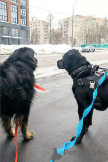 Photo №4. Je vais vendre chien bâtard en ville de Rivière moscou. annonce privée - prix - Gratuit