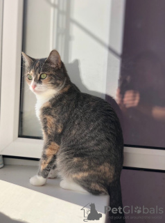 Photos supplémentaires: Le jeune chat Masya cherche un foyer.