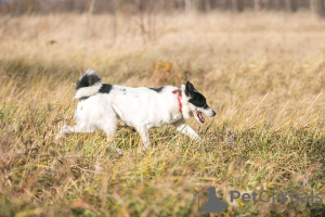 Photo №3. Mikas le chien est un nez curieux qui cherche un foyer !. Fédération de Russie