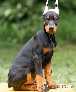 Photo №1. dobermann - à vendre en ville de Salzbourg | 900€ | Annonce №149008