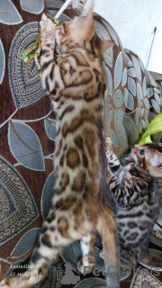 Photos supplémentaires: Chatons du Bengale