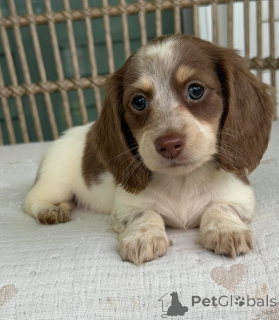 Photo №3. Chiots Teckel de couleur rare Disponibilité limitée. République Tchèque