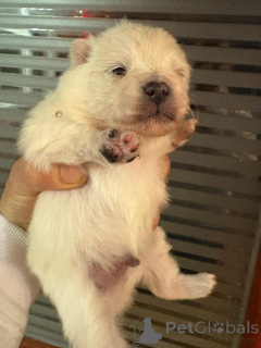 Photo №2 de l'annonce № 160640 de la vente spitz nain - acheter à La finlande annonce privée