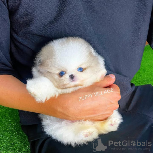 Photo №3. Pomérane formé des toilettes. Portugal