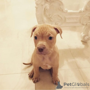 Photo №1. american pit bull terrier - à vendre en ville de Berlin | Gratuit | Annonce №126990