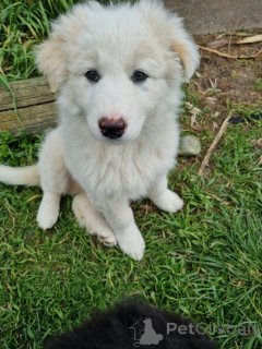 Photo №2 de l'annonce № 152382 de la vente chien bâtard - acheter à Allemagne éleveur