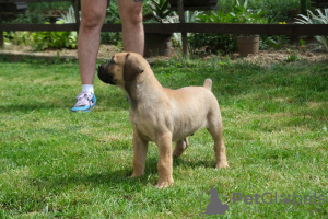 Photo №3. Mâtin sud-africain, Boerboel. Serbie