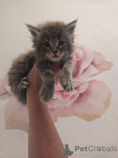 Photo №2 de l'annonce № 157146 de la vente maine coon - acheter à La Grande-Bretagne éleveur