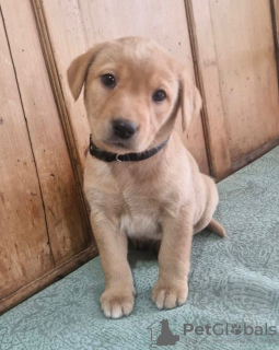 Photo №3. Chiots Labrador Retriever. Pays Bas