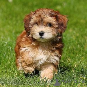 Photo №1. bichon havanais - à vendre en ville de Faun | 750€ | Annonce №168381