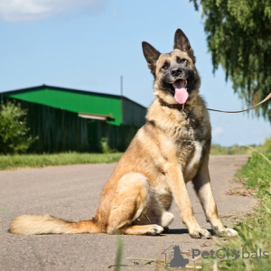 Photo №2 de l'annonce № 22596 de la vente chien bâtard - acheter à Fédération de Russie annonce privée