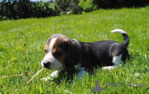 Photo №2 de l'annonce № 30082 de la vente beagle - acheter à La Grande-Bretagne annonce privée