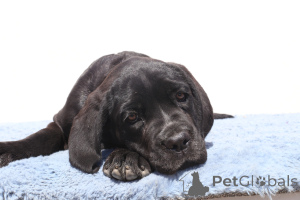 Photo №2 de l'annonce № 140504 de la vente cane corso - acheter à La Roumanie éleveur