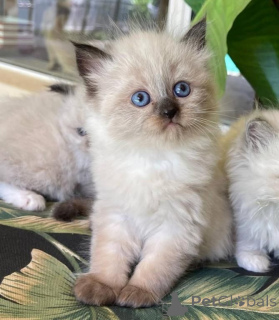 Photo №1. ragdoll - à vendre en ville de Chorherrn | Gratuit | Annonce № 171018