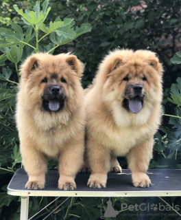 Photo №1. chow-chow - à vendre en ville de Belgrade | négocié | Annonce №117441