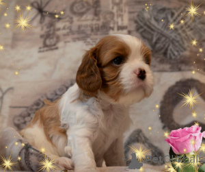 Photo №1. cavalier king charles spaniel - à vendre en ville de Minsk | négocié | Annonce №145654