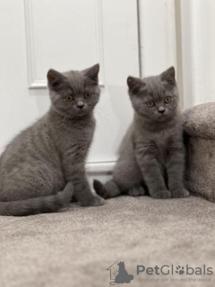 Photo №2 de l'annonce № 108597 de la vente british shorthair - acheter à Allemagne 