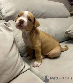 Photo №2 de l'annonce № 166104 de la vente american pit bull terrier - acheter à Allemagne 