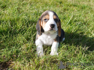 Photo №3. Beaux chiots beagle. Allemagne