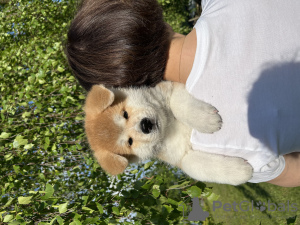 Photo №3. Chiots Akita Inu japonais. Lituanie