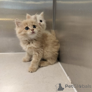 Photo №1. maine coon - à vendre en ville de Berlin | 200€ | Annonce № 160202