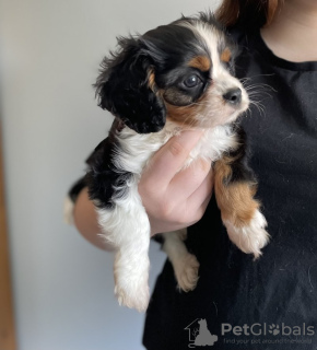 Photo №1. cavalier king charles spaniel - à vendre en ville de Buffalo | 208€ | Annonce №64144