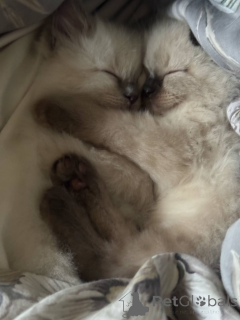 Photo №1. ragdoll - à vendre en ville de Freistadt | 320€ | Annonce № 144489