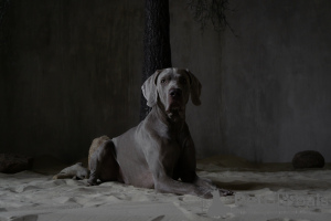 Photo №3. Ekaterina ryzhikova en Fédération de Russie. Annonce № 139215