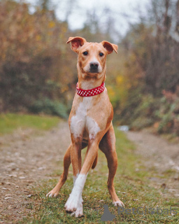 Photo №4. Je vais vendre chien bâtard en ville de Saint-Pétersbourg. annonce privée - prix - Gratuit