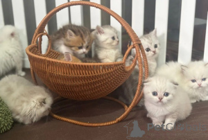 Photo №1. munchkin - à vendre en ville de Ihlow | 350€ | Annonce № 169817