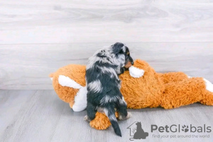 Photo №2 de l'annonce № 132240 de la vente teckel - acheter à USA 