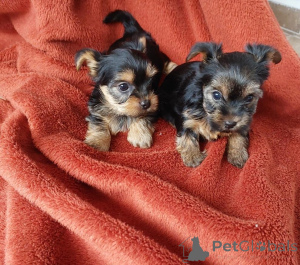 Photo №1. yorkshire terrier - à vendre en ville de Antheia | négocié | Annonce №169016
